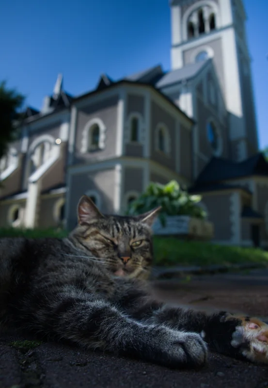 Фотография из альбома Кошки